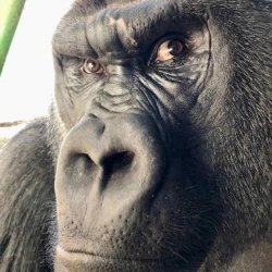 Асрян Нарек 