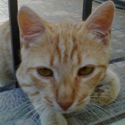 Пушок Пушокари